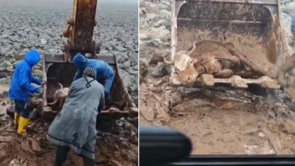 Viranşehir’de çamura saplanan inek belediyenin müdahalesiyle kurtarıldı