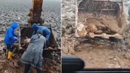 Viranşehir’de çamura saplanan inek belediyenin müdahalesiyle kurtarıldı