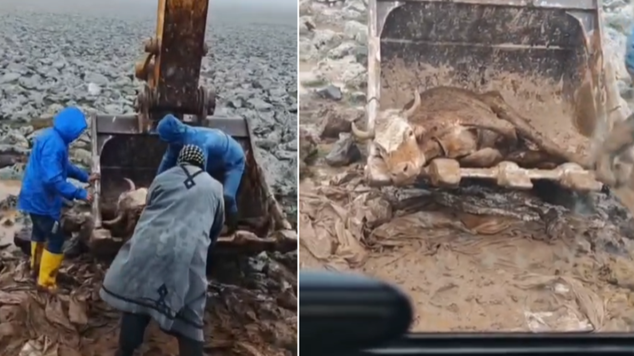 Viranşehir’de çamura saplanan inek belediyenin müdahalesiyle kurtarıldı