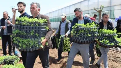 Büyükşehir, 1 milyon fide dağıtarak üreticiyi destekledi