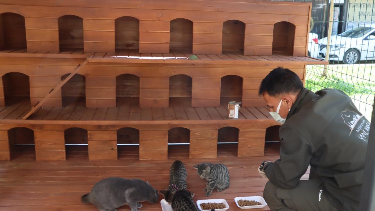 Büyükşehir belediyesinden sokak kedileri için örnek proje