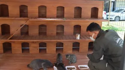 Büyükşehir belediyesinden sokak kedileri için örnek proje