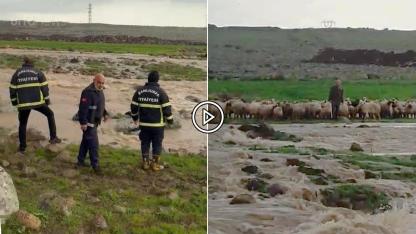 Şanlıurfa'da çoban ve sürüsü derede mahsur kaldı