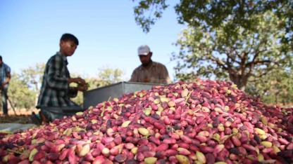 Şanlıurfa’da fıstık sektörüne önemli yatırım