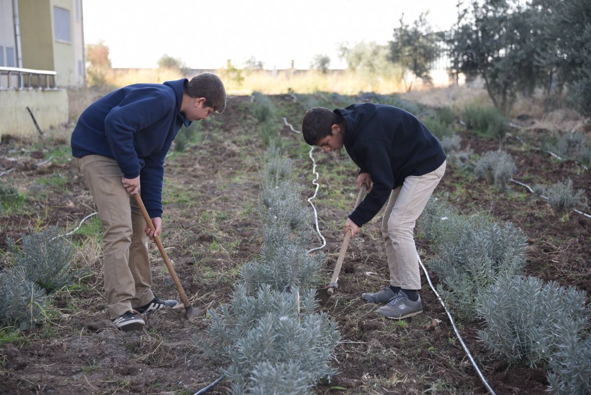 Şanlıurfalı öğrenciler okulda tıbbi ve aromatik bitki yetiştiriyor