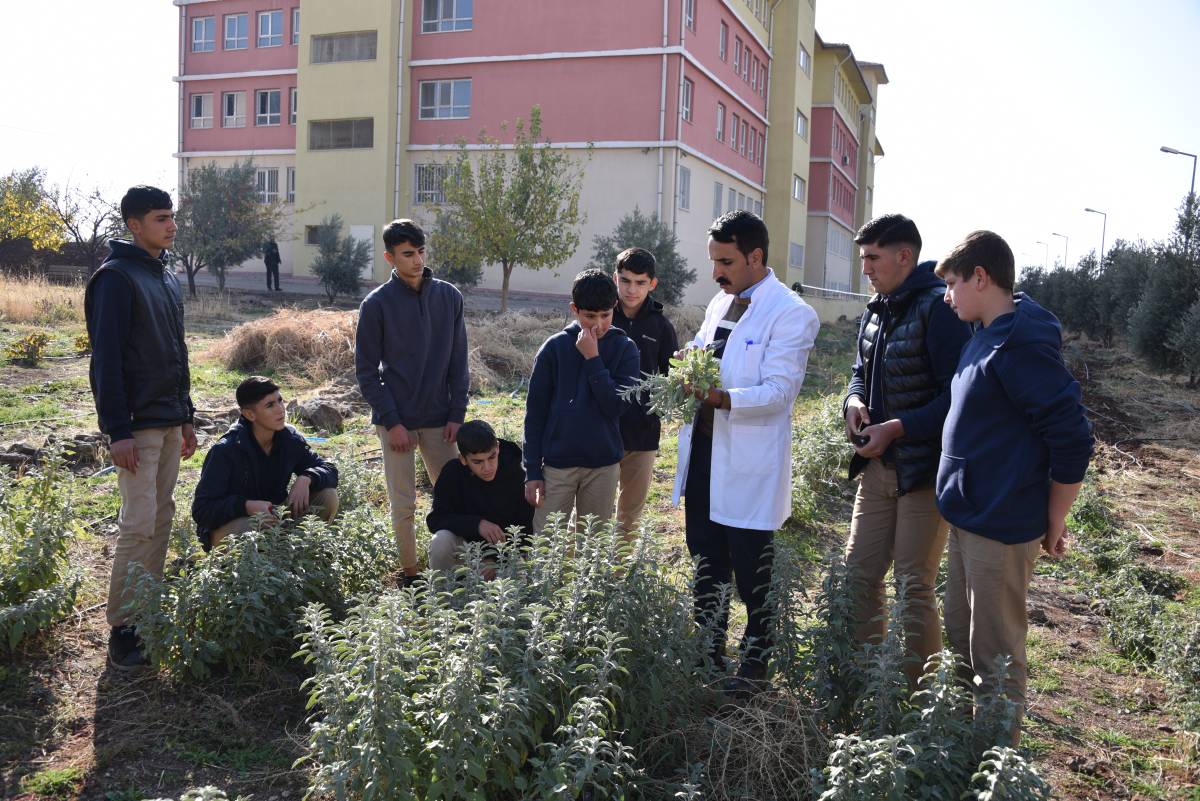 Şanlıurfalı öğrenciler okulda tıbbi ve aromatik bitki yetiştiriyor