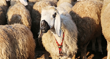 Suruç koyununun tescillenmesi için çalışma başlatıldı