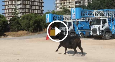 Şanlıurfa'da kaçan kurbanlık zor anlar yaşattı